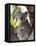 Koala, (Phascolartos Cinereus), Magnetic Island, Queensland, Australia-Thorsten Milse-Framed Premier Image Canvas