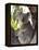 Koala, (Phascolartos Cinereus), Magnetic Island, Queensland, Australia-Thorsten Milse-Framed Premier Image Canvas