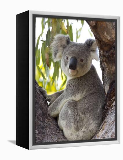 Koala, (Phascolartos Cinereus), Magnetic Island, Queensland, Australia-Thorsten Milse-Framed Premier Image Canvas