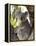 Koala, (Phascolartos Cinereus), Magnetic Island, Queensland, Australia-Thorsten Milse-Framed Premier Image Canvas