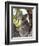 Koala, (Phascolartos Cinereus), Magnetic Island, Queensland, Australia-Thorsten Milse-Framed Photographic Print