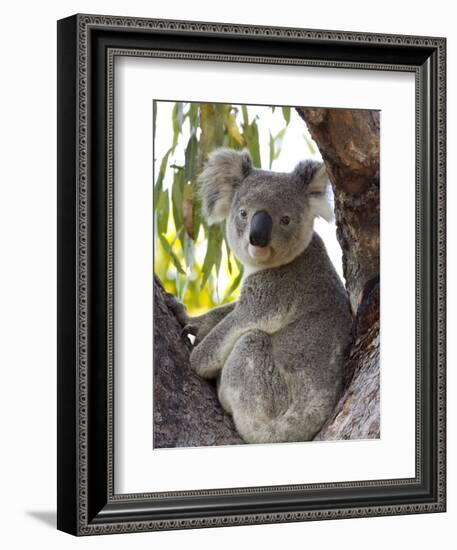 Koala, (Phascolartos Cinereus), Magnetic Island, Queensland, Australia-Thorsten Milse-Framed Photographic Print