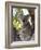 Koala, (Phascolartos Cinereus), Magnetic Island, Queensland, Australia-Thorsten Milse-Framed Photographic Print