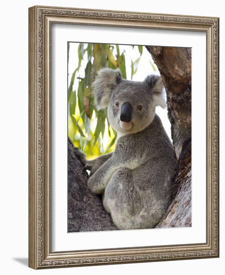 Koala, (Phascolartos Cinereus), Magnetic Island, Queensland, Australia-Thorsten Milse-Framed Photographic Print