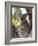 Koala, (Phascolartos Cinereus), Magnetic Island, Queensland, Australia-Thorsten Milse-Framed Photographic Print