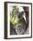 Koala, (Phascolartos Cinereus), Magnetic Island, Queensland, Australia-Thorsten Milse-Framed Photographic Print