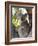 Koala, (Phascolartos Cinereus), Magnetic Island, Queensland, Australia-Thorsten Milse-Framed Photographic Print