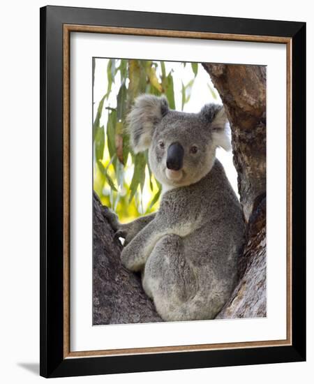 Koala, (Phascolartos Cinereus), Magnetic Island, Queensland, Australia-Thorsten Milse-Framed Photographic Print