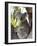 Koala, (Phascolartos Cinereus), Magnetic Island, Queensland, Australia-Thorsten Milse-Framed Photographic Print