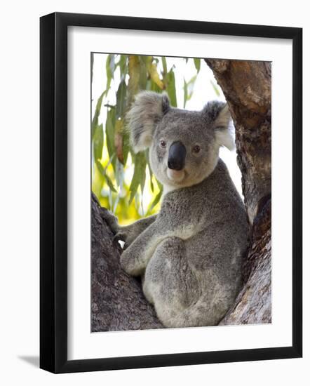 Koala, (Phascolartos Cinereus), Magnetic Island, Queensland, Australia-Thorsten Milse-Framed Photographic Print