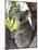 Koala, (Phascolartos Cinereus), Magnetic Island, Queensland, Australia-Thorsten Milse-Mounted Photographic Print