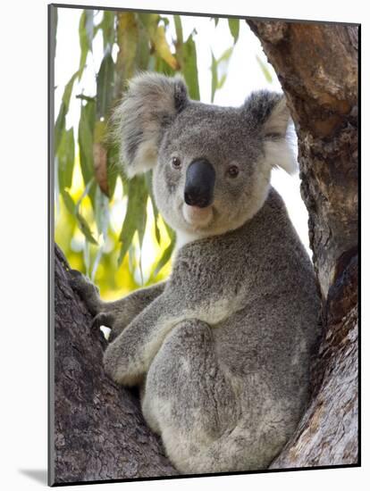 Koala, (Phascolartos Cinereus), Magnetic Island, Queensland, Australia-Thorsten Milse-Mounted Photographic Print