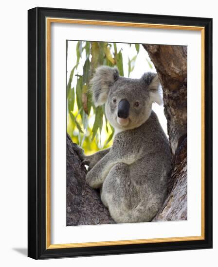 Koala, (Phascolartos Cinereus), Magnetic Island, Queensland, Australia-Thorsten Milse-Framed Photographic Print