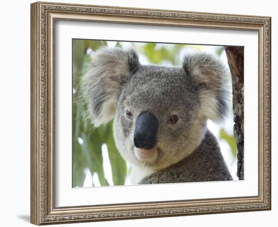 Koala, (Phascolartos Cinereus), Magnetic Island, Queensland, Australia-Thorsten Milse-Framed Photographic Print