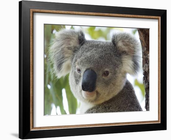 Koala, (Phascolartos Cinereus), Magnetic Island, Queensland, Australia-Thorsten Milse-Framed Photographic Print