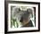 Koala, (Phascolartos Cinereus), Magnetic Island, Queensland, Australia-Thorsten Milse-Framed Photographic Print