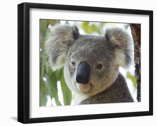 Koala, (Phascolartos Cinereus), Magnetic Island, Queensland, Australia-Thorsten Milse-Framed Photographic Print