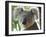 Koala, (Phascolartos Cinereus), Magnetic Island, Queensland, Australia-Thorsten Milse-Framed Photographic Print