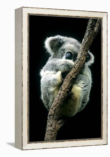 Koala Sleeping-Louise Murray-Framed Premier Image Canvas