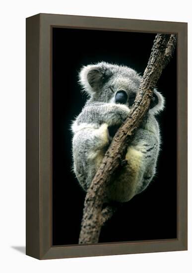 Koala Sleeping-Louise Murray-Framed Premier Image Canvas