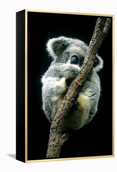 Koala Sleeping-Louise Murray-Framed Premier Image Canvas