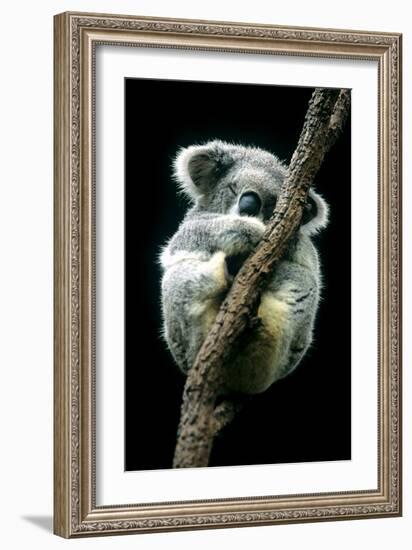 Koala Sleeping-Louise Murray-Framed Photographic Print