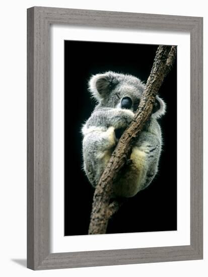 Koala Sleeping-Louise Murray-Framed Photographic Print