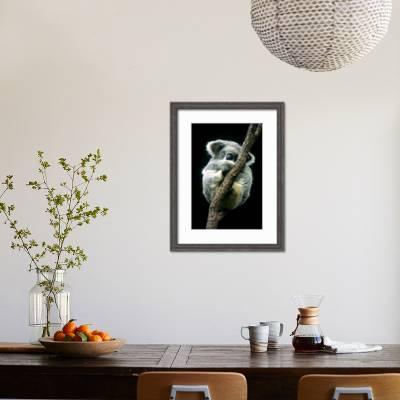 Koala Sleeping Photographic Print By Louise Murray Art Com