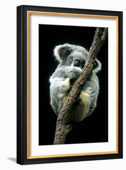 Koala Sleeping-Louise Murray-Framed Photographic Print