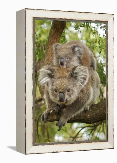 Koala with Young on Back-null-Framed Premier Image Canvas