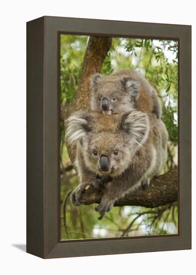 Koala with Young on Back-null-Framed Premier Image Canvas