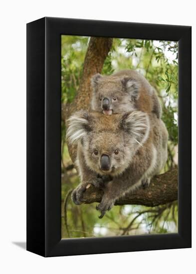 Koala with Young on Back-null-Framed Premier Image Canvas