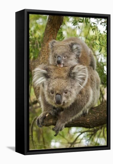 Koala with Young on Back-null-Framed Premier Image Canvas