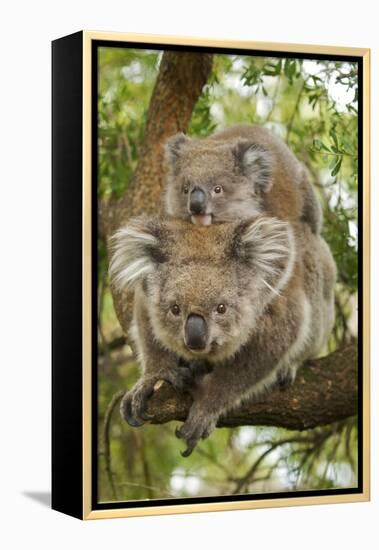 Koala with Young on Back-null-Framed Premier Image Canvas