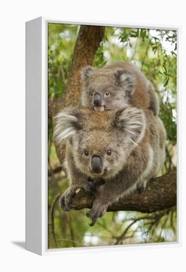 Koala with Young on Back-null-Framed Premier Image Canvas