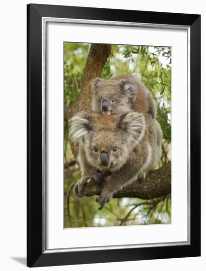 Koala with Young on Back-null-Framed Photographic Print