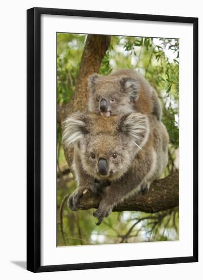 Koala with Young on Back-null-Framed Photographic Print