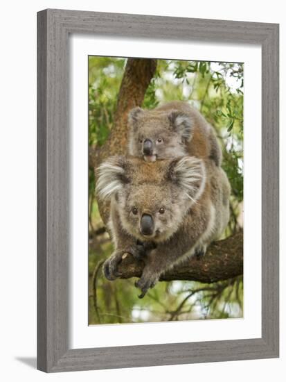Koala with Young on Back-null-Framed Photographic Print