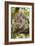 Koala with Young on Back-null-Framed Photographic Print