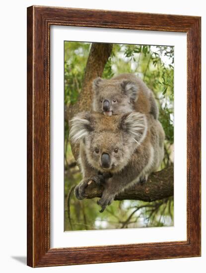 Koala with Young on Back-null-Framed Photographic Print