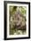 Koala with Young on Back-null-Framed Photographic Print