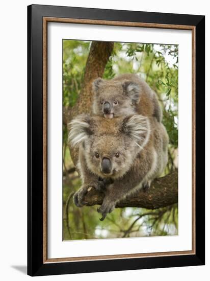 Koala with Young on Back-null-Framed Photographic Print