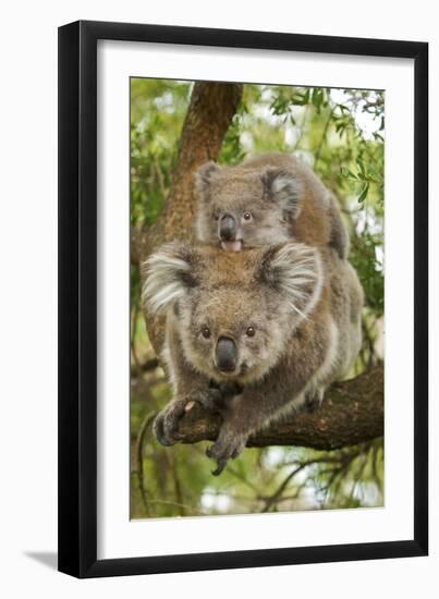 Koala with Young on Back-null-Framed Photographic Print