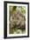 Koala with Young on Back-null-Framed Photographic Print