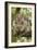 Koala with Young on Back-null-Framed Photographic Print