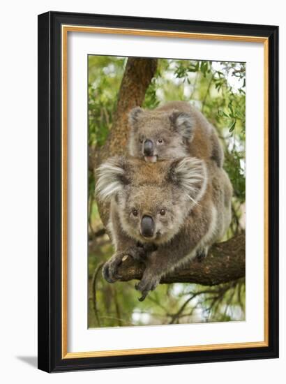 Koala with Young on Back-null-Framed Photographic Print