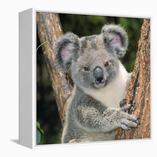Koala Young Close-Up-null-Framed Premier Image Canvas