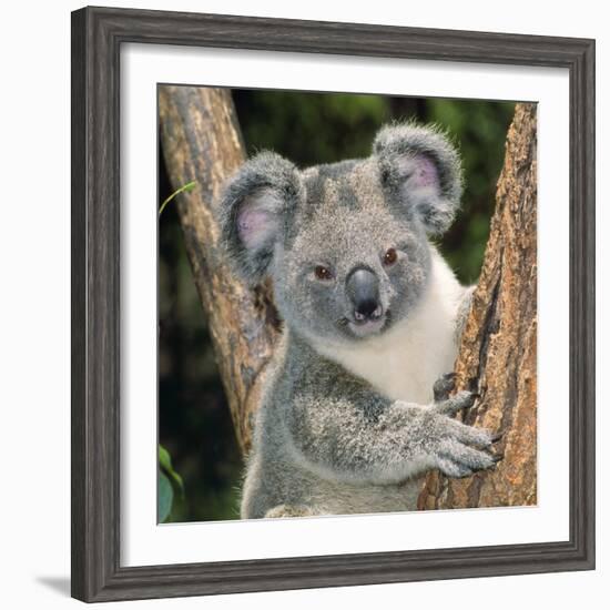 Koala Young Close-Up-null-Framed Photographic Print