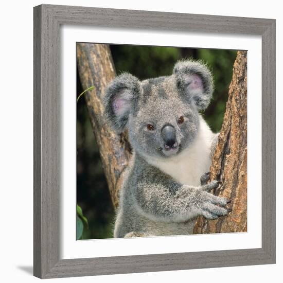 Koala Young Close-Up-null-Framed Photographic Print