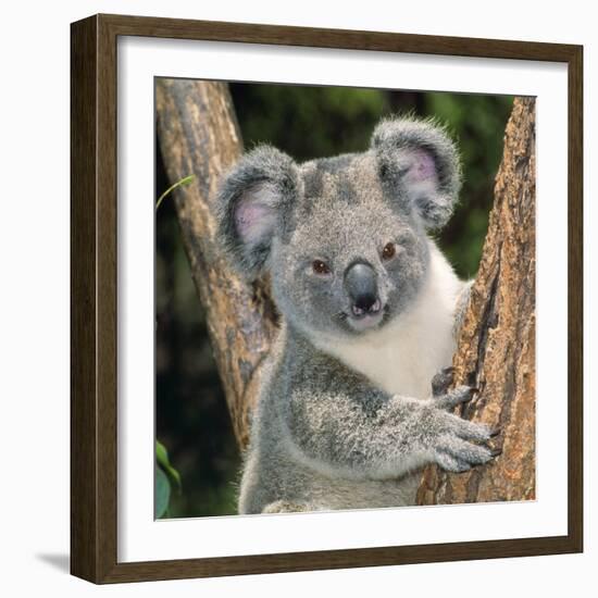 Koala Young Close-Up-null-Framed Photographic Print